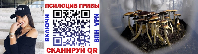 Псилоцибиновые грибы Psilocybine cubensis  Грайворон 